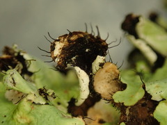 Parmotrema reparatum