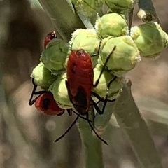 Oncopeltus sanguineolentus