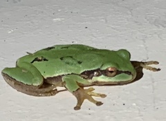 Hyla walkeri