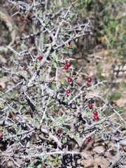 Condalia correllii