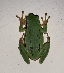 Hyla walkeri