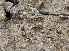 Ephydra