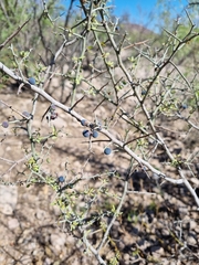 Condalia correllii