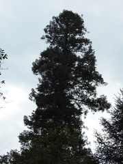 Abies religiosa
