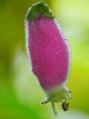 Kohleria affinis
