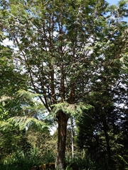 Chamaecyparis formosensis