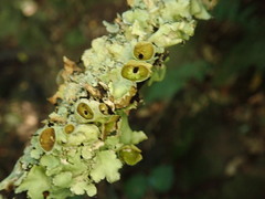 Parmotrema reparatum