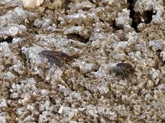 Ephydra