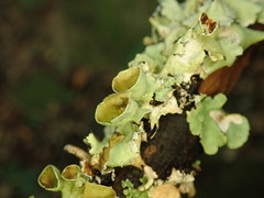 Parmotrema reparatum