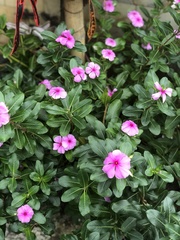 Catharanthus roseus