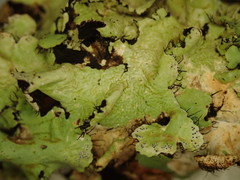 Parmotrema reparatum