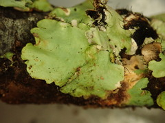 Parmotrema reparatum