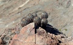 Copiapoa atacamensis