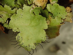 Parmotrema reparatum