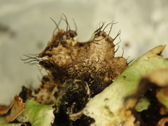 Parmotrema reparatum