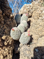 Escobaria chihuahuensis