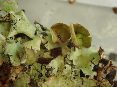 Parmotrema reparatum