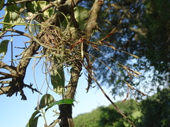 Tillandsia recurvata image