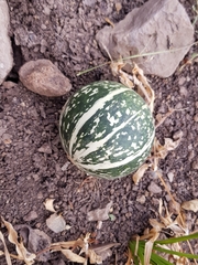 Cucurbita radicans