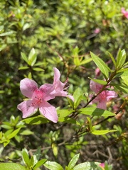Rhododendron kanehirai