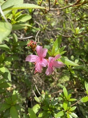 Rhododendron kanehirai