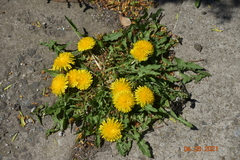 Taraxacum officinale