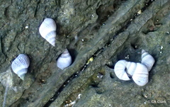 Littoraria pintado