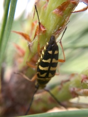 Typocerus zebra
