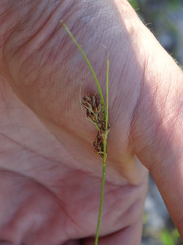 Image of Rhynchospora plumosa by no rights reserved