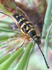 Typocerus zebra