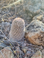 Escobaria chihuahuensis