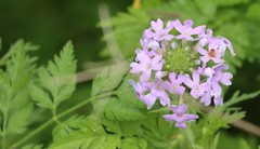 Glandularia bipinnatifida