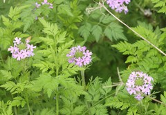 Glandularia bipinnatifida