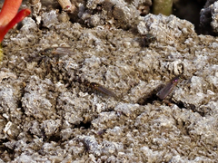 Ephydra