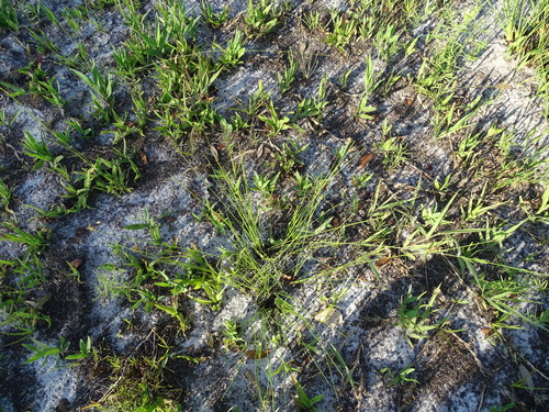 Image of Rhynchospora plumosa by no rights reserved