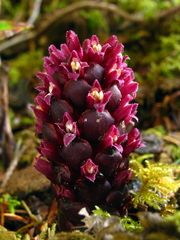 Kopsiopsis