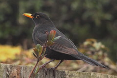 Turdus merula