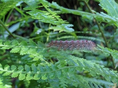 Lymantria xylina
