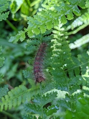 Lymantria xylina