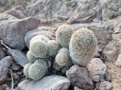 Escobaria chihuahuensis