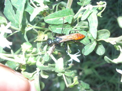 Chlorion hemipyrrhum