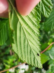 Neochlamisus gibbosus