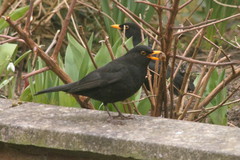 Turdus merula