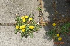 Taraxacum officinale