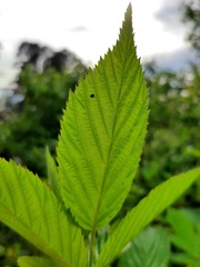 Neochlamisus gibbosus