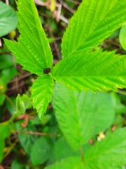 Neochlamisus gibbosus