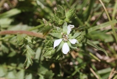 Horkelia clevelandii