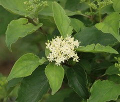 Cornus drummondii
