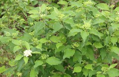 Cornus drummondii