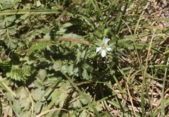 Horkelia clevelandii